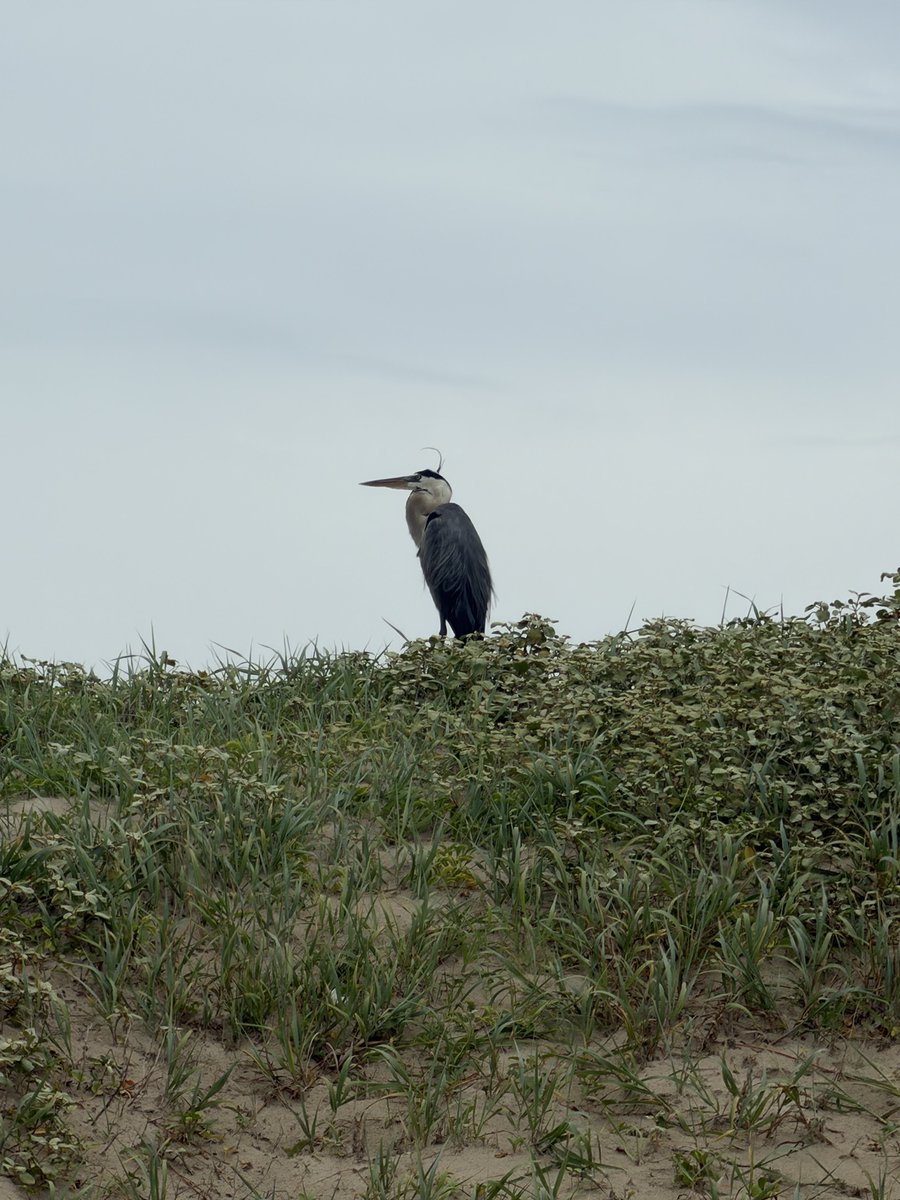 Badplastic20's tweet photo. PINS beach today 5 miles. Nature and herons. Great beach overcast, got 9 bags of plastic and filled the back of the truck with large plastic. #onemillionbags #litter #tpwd do a little community service! https://t.co/uTNG9G7ZMb