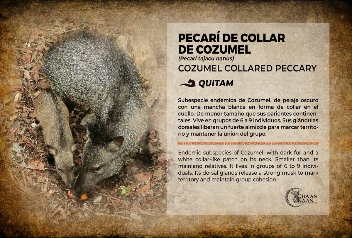PlanetarioCZM's tweet photo. Algunas especies existen únicamente en #Cozumel. 🌿
El pecarí de collar de Cozumel (Pecari tajacu nanus), o Quitam, es parte de la riqueza natural que hace única a nuestra isla.
En nuestros senderos cada encuentro es una oportunidad para conocer y proteger nuestra biodiversidad🍃 https://t.co/30zvt3L8e5