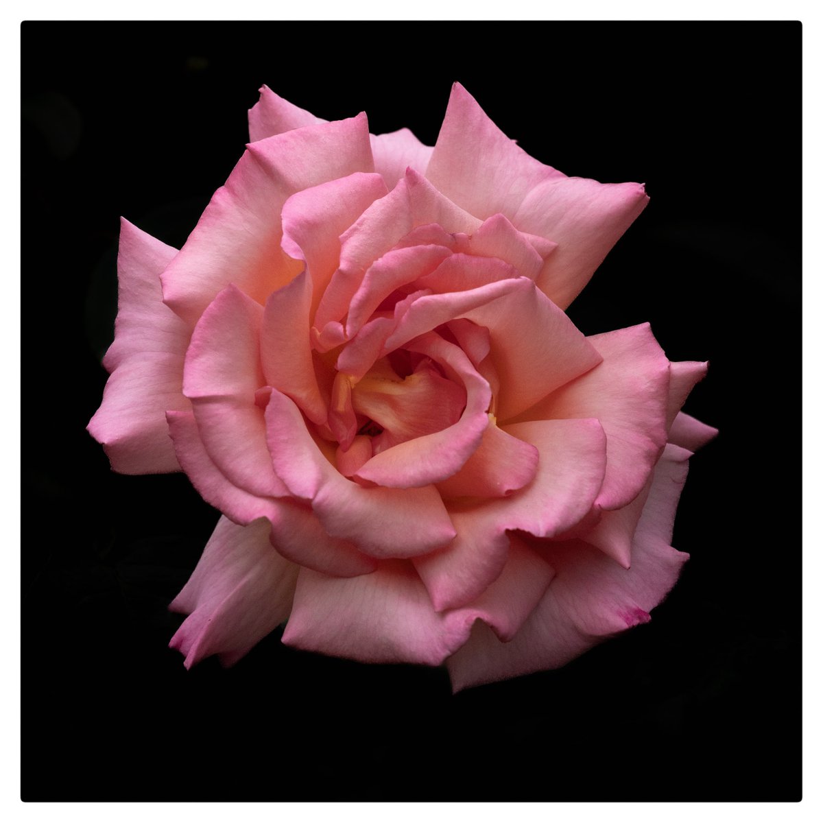 Briancrosby163's tweet photo. Tea Rose-exquisite structure, shape and fragrance. @5Naureen @serudd1960 @FrostlynneLynn @VenablesJayne @JCadd @Theresauno #EnglishCottagegarden #tearose https://t.co/o5o6RT4qDn