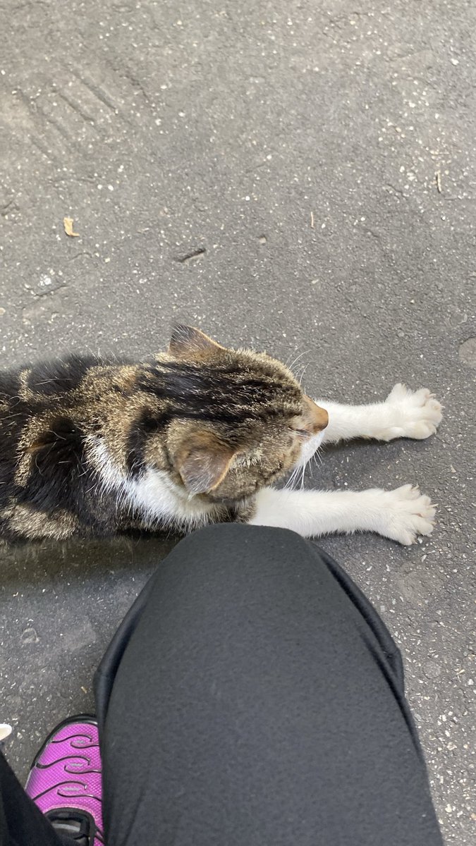 LilFox_Mi's tweet photo. Meow!🥹🐈❤️ https://t.co/6DYhLbjwNt