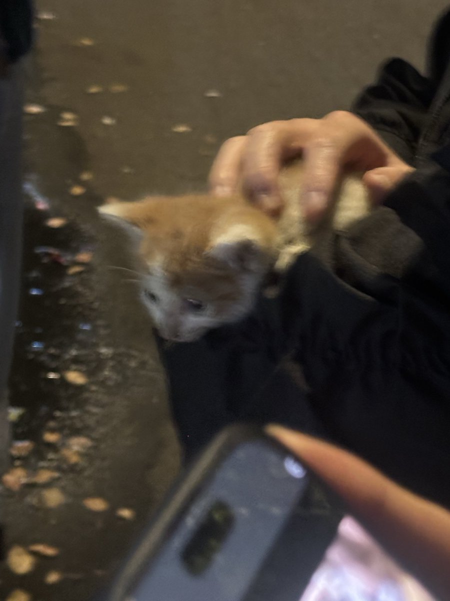 tracy0913_'s tweet photo. 从轮胎跑到引擎盖里的小奶猫，从下午4点开始救它到十点半才救出来，好像只有一个月大的样子，咋这么萌呢 https://t.co/qPjWHsZ78i