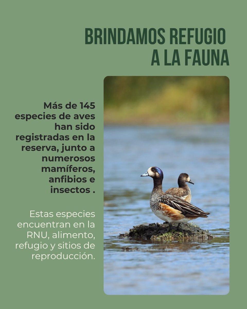 cotesma's tweet photo. 🌎 Día Mundial del Ambiente: oportunidad para reflexionar sobre nuestra relación con la naturaleza.

La Reserva Natural Urbana COTESMA protege biodiversidad, impulsa ciencia, educación y el encuentro con la comunidad 🌿

Cuidar el ambiente es tarea diaria.

#DiaMundialDelAmbiente https://t.co/9BeGcjyaeP