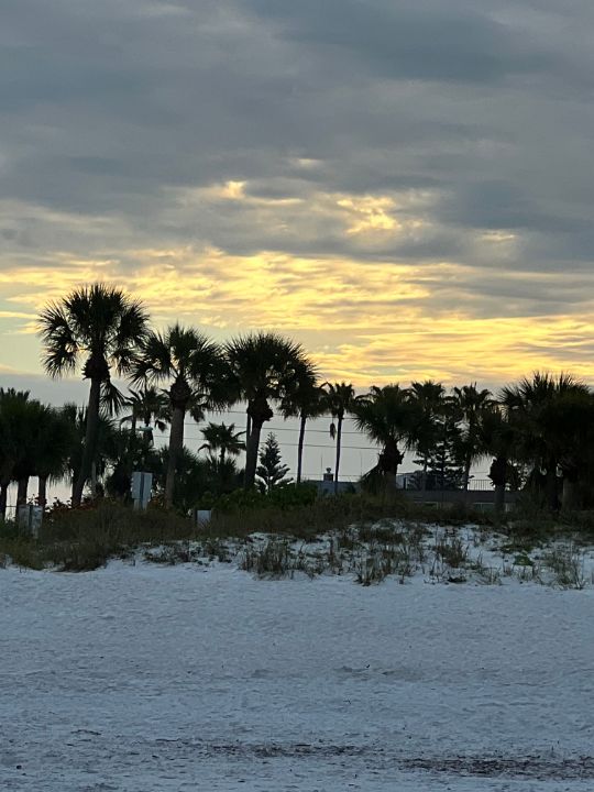 AuthorLadyK's tweet photo. Art of the Day! "Sunrise Palm Trees". Buy at: https://t.co/woGHAMEBZm https://t.co/5P47chgB4R