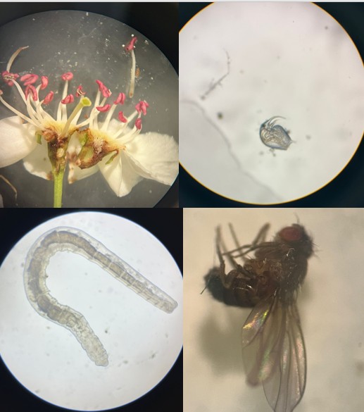 itumbg's tweet photo. ZEISS katkılarıyla MOBGAM'da düzenlediğimiz Mikroskopi Eğitimi'ni başarıyla tamamladık! 🔬 Etkinliğimizden kareler 👇📸 #MOBGAM @zeiss_micro  @itu1773 https://t.co/mVW9BufneY