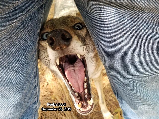 ManedDumber's tweet photo. @DingoOfDingos https://t.co/Tz7XYQkLqV