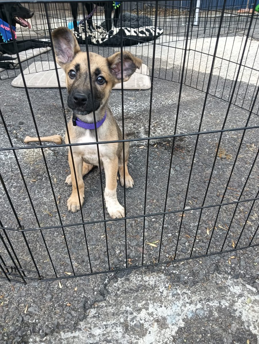 VIBRAmascotas's tweet photo. Seguimos buscando un hogar para este chaparrito ya tiene 3 meses :( 
Nadie pregunta por el.
Que miedo pensar que se haga adulto sin una familia 🥺😭
Por favor comparte 
Urge muchísimo 
Wats 5548724347
#adopcionresponsable https://t.co/pS9z1YqFX9