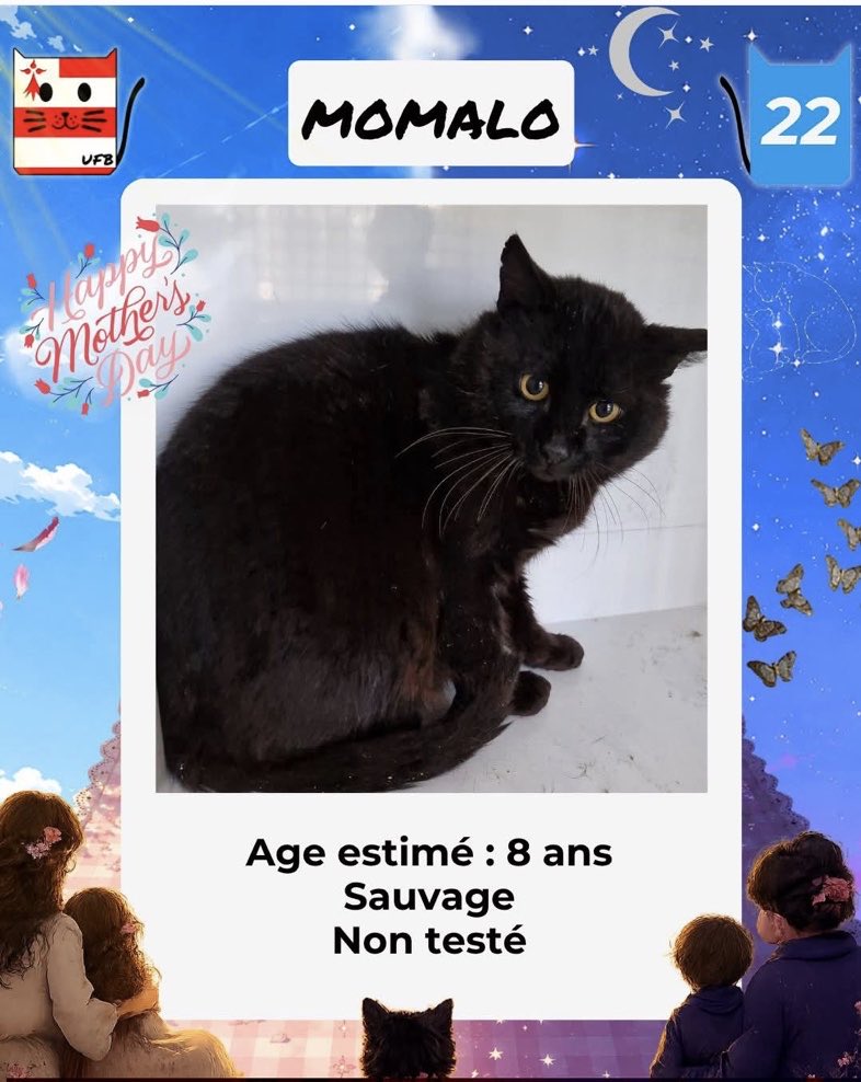 MAROBA3807's tweet photo. 🆘🆘🆘 URGENCE ABSOLUE POUR SAUVER CES 2 CHATS DE L’EUTHANASIE !!! ILS SONT À L’ADOPTION, ET DÉJÀ HORS DÉLAI 🆘🆘🆘🆘🆘🆘🆘🆘🆘🆘🆘🆘🆘🆘🆘🆘🆘🆘

En fourrière dans le département 22 https://t.co/j2RD9qjwe5