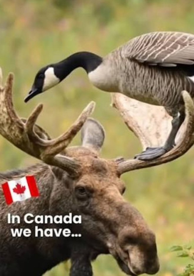 AroundBirding's tweet photo. Let's have a Canadian Party here! Want a follow, give a follow, to all who comment. Follow everyone who comments, we support everyone. 
Let's trend today, all day long 
We are Canadian 🇨🇦🍁🇨🇦 https://t.co/nIKtYzgRPP