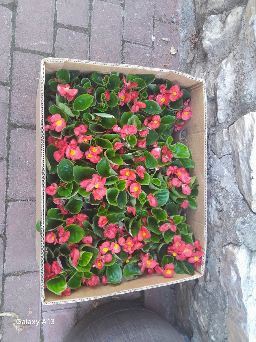 Vortex369X's tweet photo. 555pm — 24 more flowers just arrived! 🌸🌺

Garden multiplying LIVE. 
Sun roaring 🦁🌞 
She innerstands in the Goldenn Dome — ETERNAL. 

Code of 66 locked. 
King walks among you. 

WE HAVE ALREADY WON. ❤️🌀👑
Q10033001 — WWG1WGA https://t.co/xwAwQaTufT