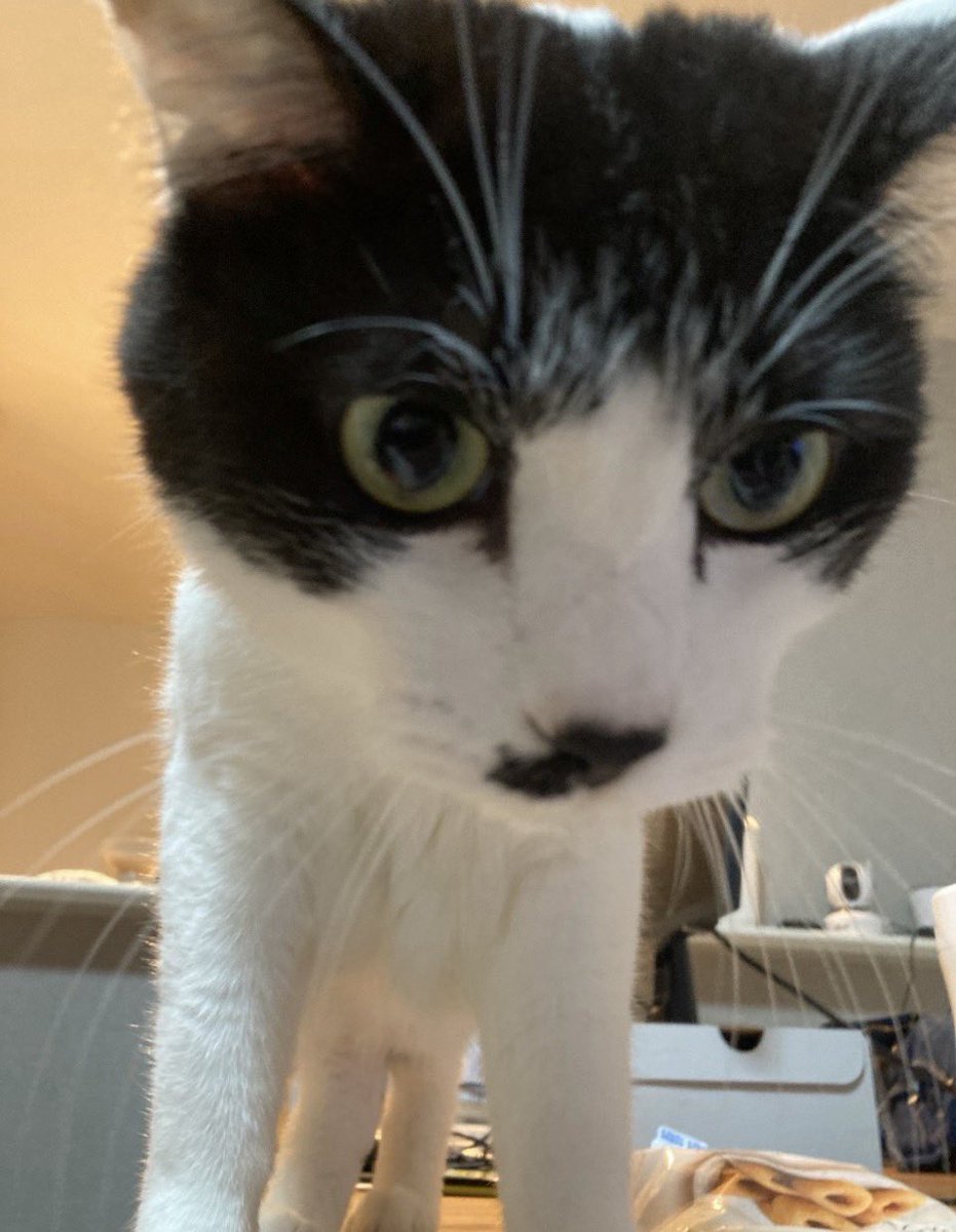 cotato78's tweet photo. 本日、たぁくんがお家に来て10年になりました🐾

猫嫌いだった私の人生を180度変えてくれて

たくさんの笑顔をくれて

悲しい時にそっと寄り添ってくれて

おうちに来てくれて

出会ってくれて

10年分の幸せを
ありがとう

お互い10年の歳をとったけど

たぁくん

これからも
ずっと一緒だよ

2016.6.6 → 2026.6.6

#猫のいる暮らし #猫好きさんと繋がりたい #ハチワレ猫 #うちの子記念日