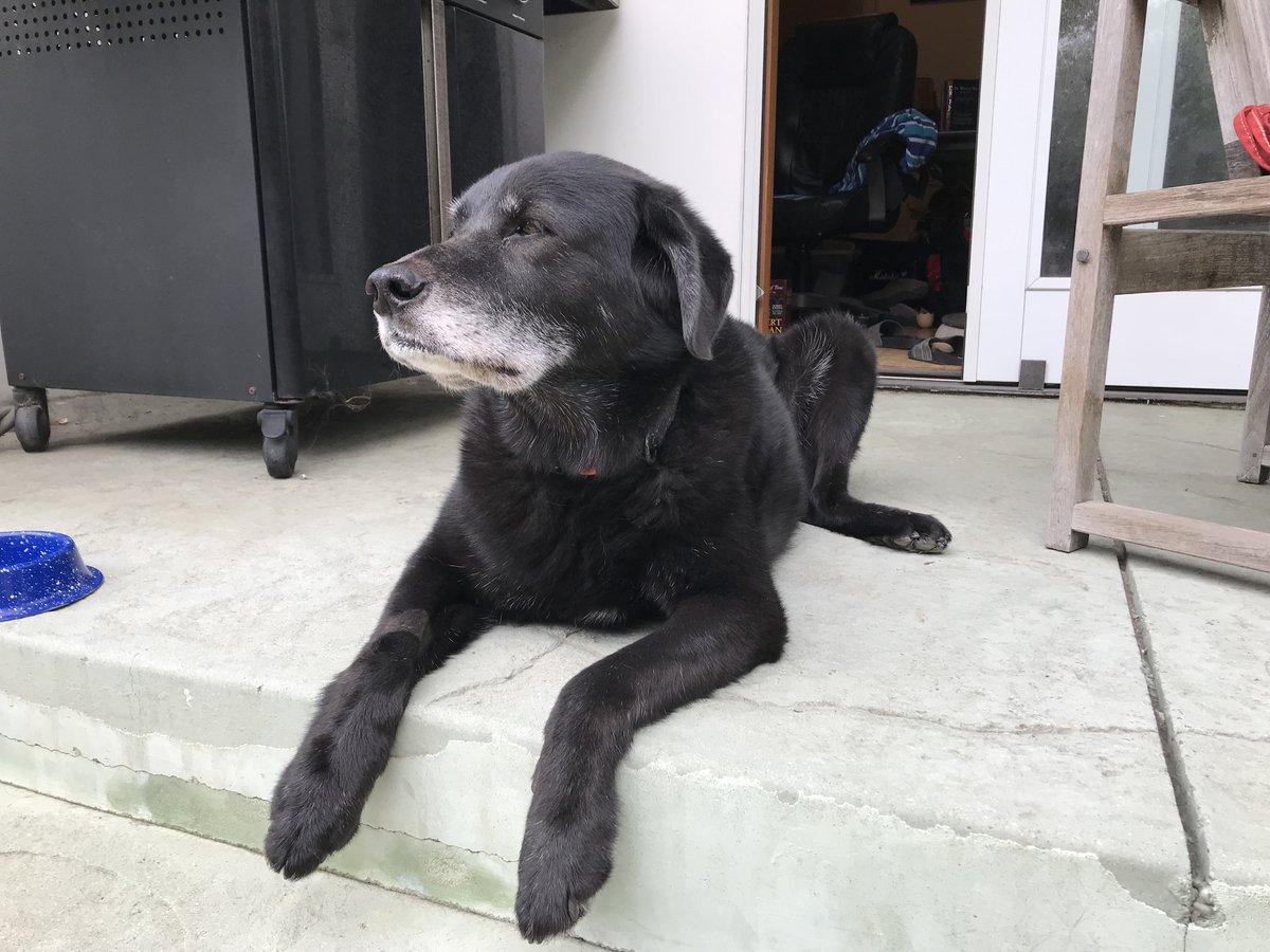 MuseZack's tweet photo. This is true, and don't give me the whole "wookies have a longer lifespan" b.s. Chewy should have had a distinguished grey muzzle like an old golden retriever or black lab. https://t.co/tgnRT71dRR