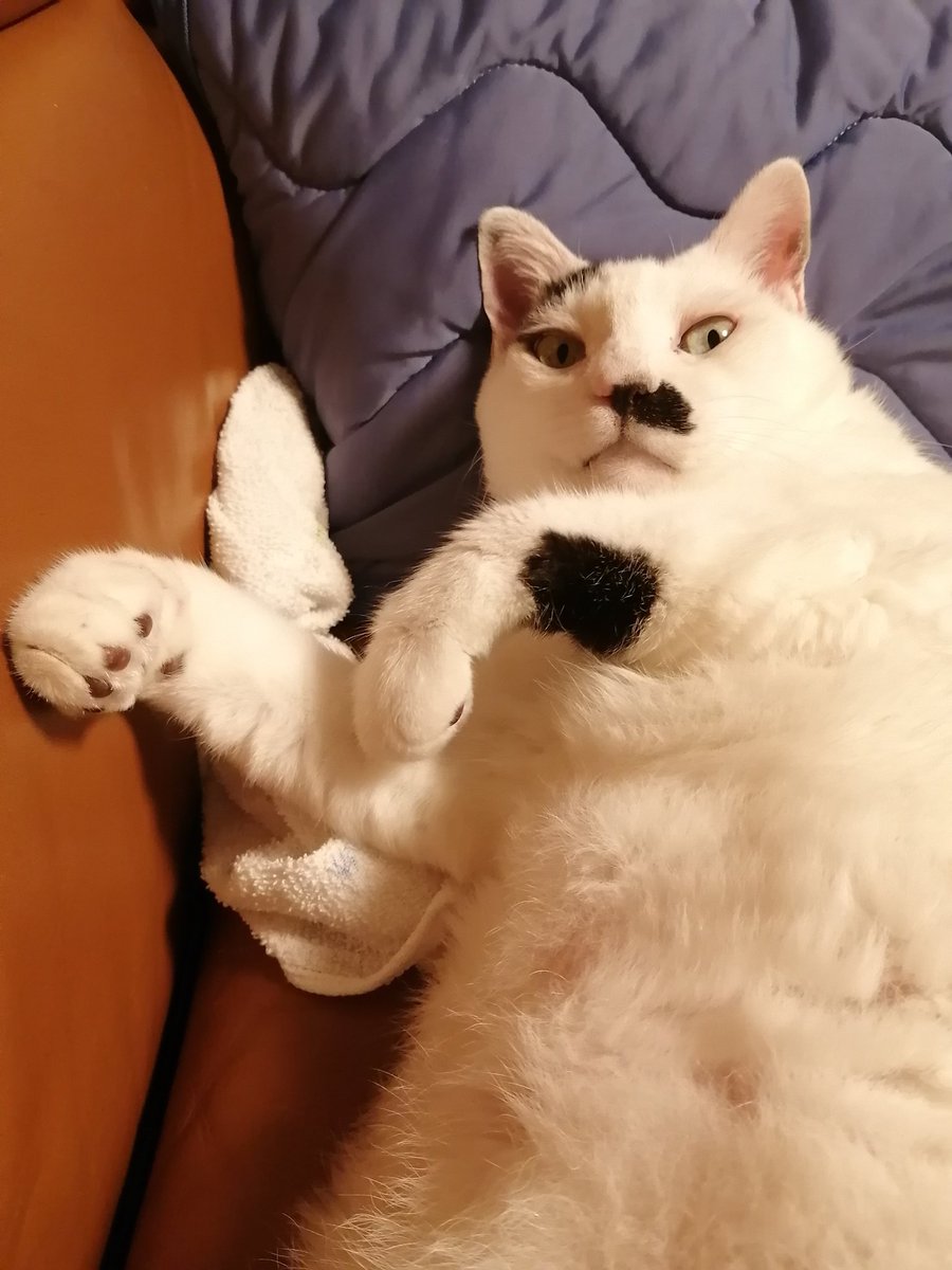 idasaku's tweet photo. 深夜の猫🐈️ https://t.co/LoZrAPVPz3