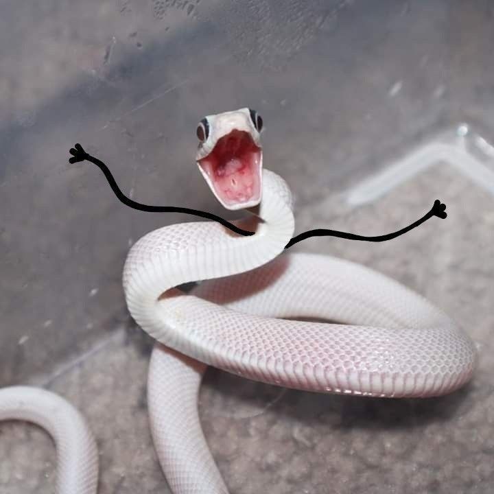 AzimVTNugget's tweet photo. @ID0ntHaveAUse OMG I LOVE SNAKES 

BECAUSE THIS CAN'T BE IN MM2, IT'S SIMPLY PEAK https://t.co/qJDRWZkwDn