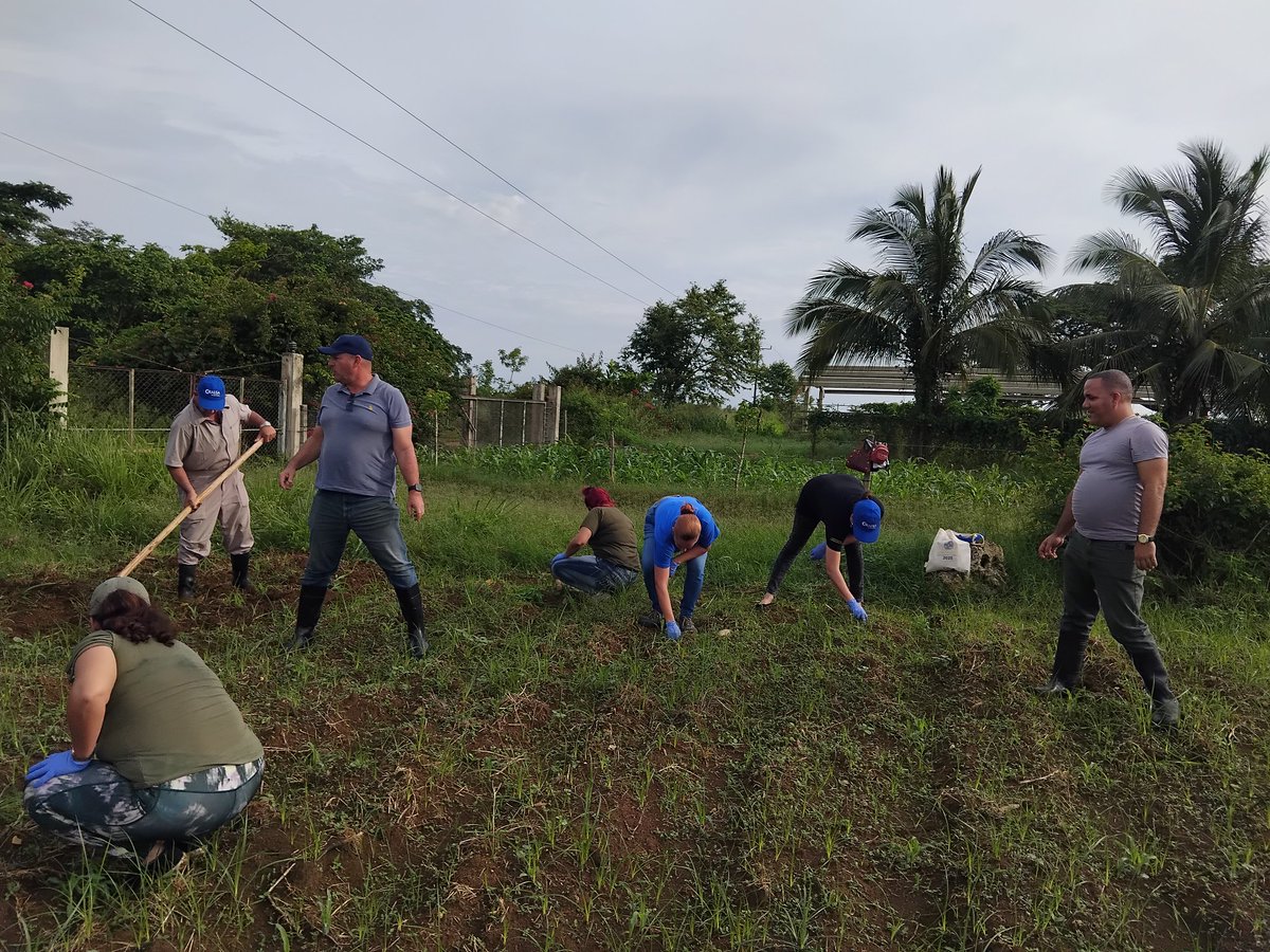 coralsacuba's tweet photo. 💪 Nuestro equipo protagonizó una jornada productiva, mejorando las condiciones para impulsar la producción de alimentos.

 #UnidosPorCuba 🇨🇺 https://t.co/gk2T0OHXkt
