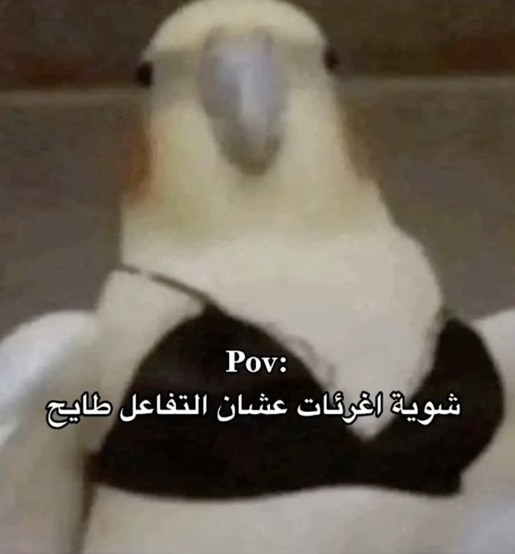 Diva tweet media