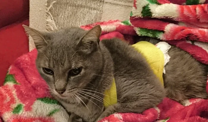 DevincenziAndre's tweet photo. Pessoas, nosso gato foi mordido por dois cachorros que invadiram nosso pátio. Ele é herança do meu vô que faleceu no ano passado, não sabemos como vamos pagar a conta da clinica, ajudem e divulguem por favor 🙏

https://t.co/UK8mjd62bf https://t.co/eNpy6TY5rI