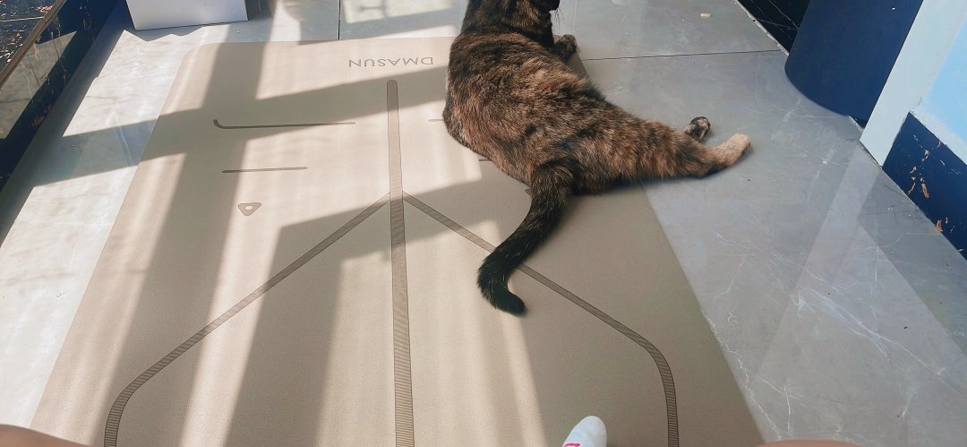 Claire1_Smart's tweet photo. どうやら子猫ちゃんもヨガをやってみたいみたいですね，笑 https://t.co/aWPBwL10wL