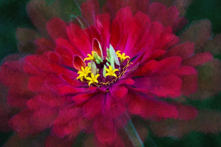 Stardustimaging's tweet photo. Art of the Day! "Moody Red Zinnia". Buy at: https://t.co/ZDLdEat8IX https://t.co/3q28XPbWCt