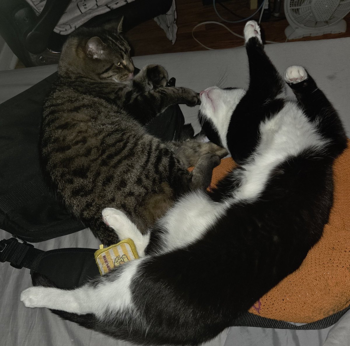 littleguybeemo tweet picture