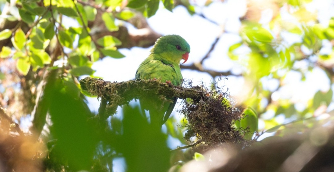 ScenicSheets's tweet photo. Indonesian parrot, seen once in a century, reappears in mountain forest

The blue-fronted lorikeet in the highlands of Mount
Kapalatmada in Buru, Indonesia, https://t.co/YqDEuZFOai