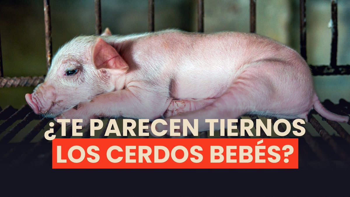 GallinaElsa's tweet photo. ¡Su realidad en la industria es desgarradora!

A los pocos días de nacidos sufren mutilaciones SIN anestesia o analgesia. El dolor y el trauma frenan hasta su crecimiento.

No mires a otro lado, ayuda a cambiar esto en Perú.

Firma la petición: https://t.co/Xv8fwZhpXs https://t.co/p3pKnFl1vG