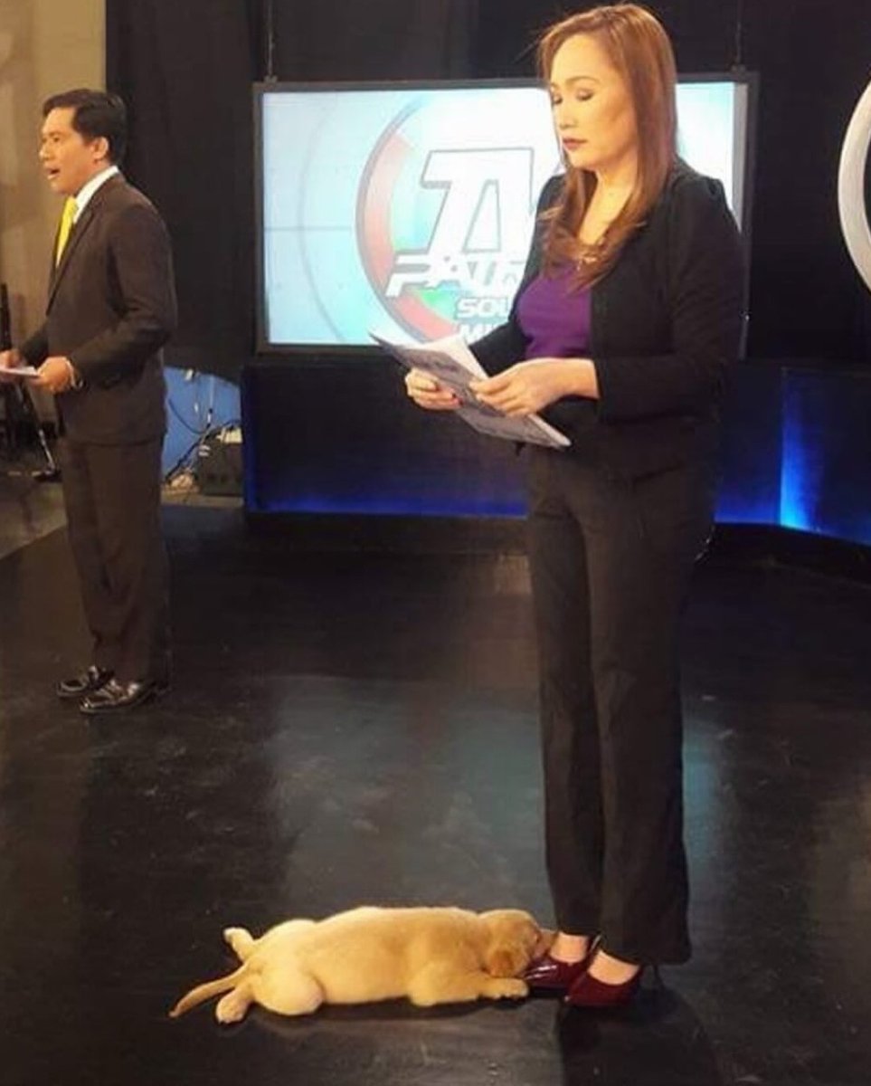 ScenicSheets's tweet photo. News reporter couldn't find a dog sitter, so she brought her puppy to work instead https://t.co/m5gYm6knzD