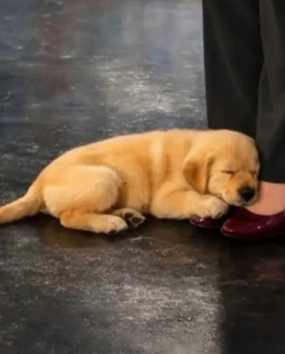 ScenicSheets's tweet photo. News reporter couldn't find a dog sitter, so she brought her puppy to work instead https://t.co/m5gYm6knzD