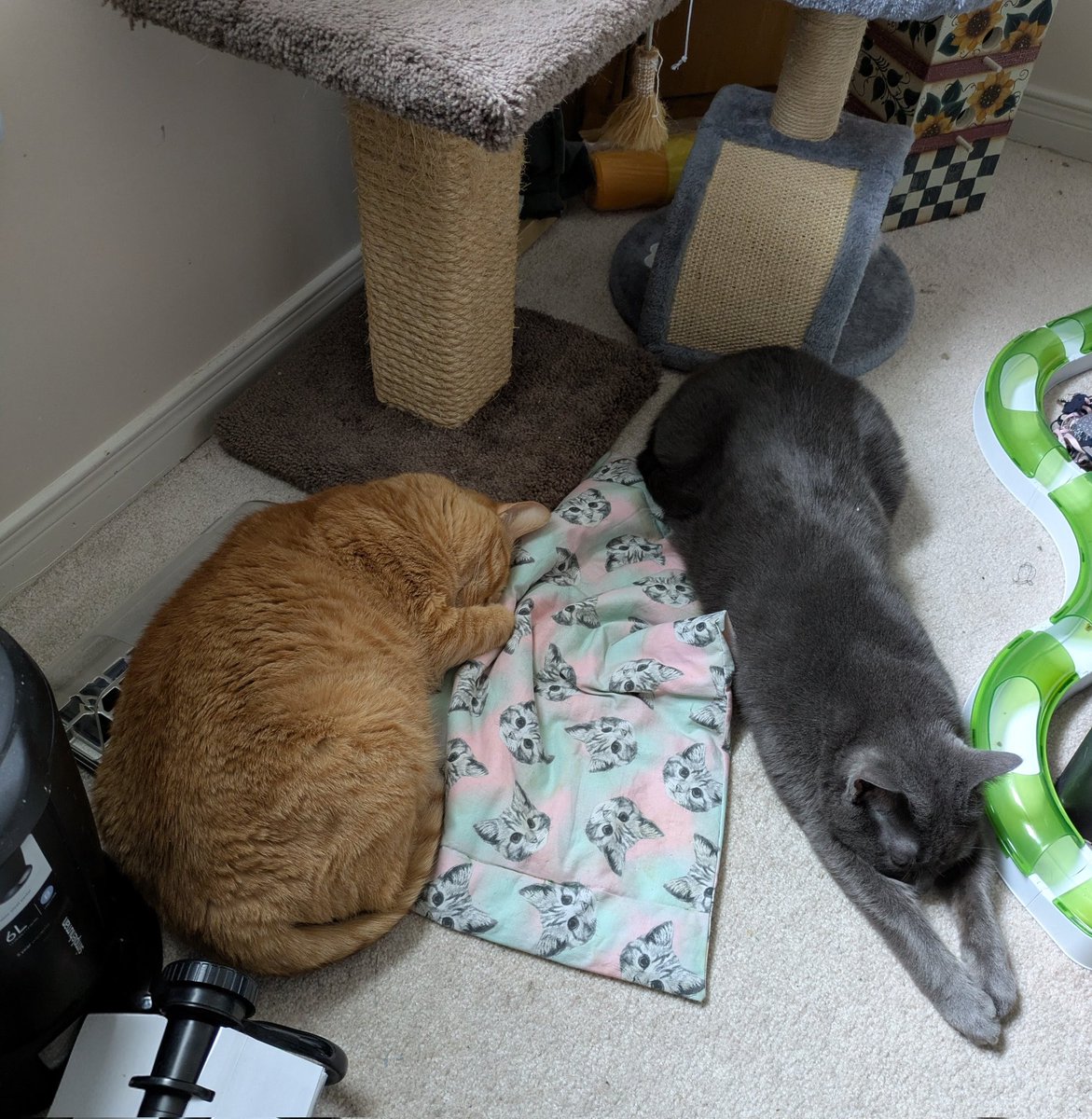 JodesJots's tweet photo. @PickliciousF Ricky is all in! Angus only one paw in 😂 https://t.co/MVKfI4t94j