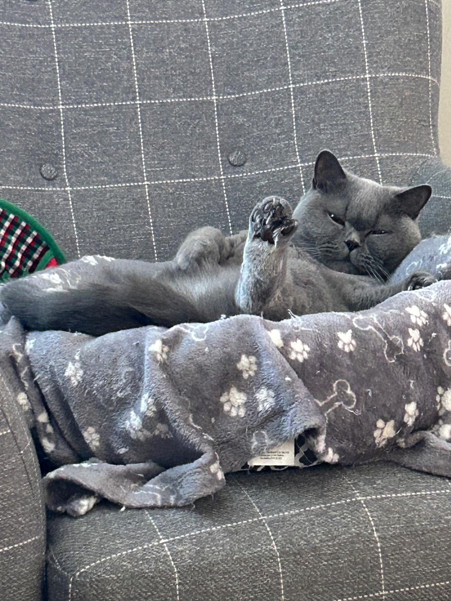 CuteKittyHamish's tweet photo. @PickliciousF Here you go 🐈‍⬛ https://t.co/smUJGZHgJG