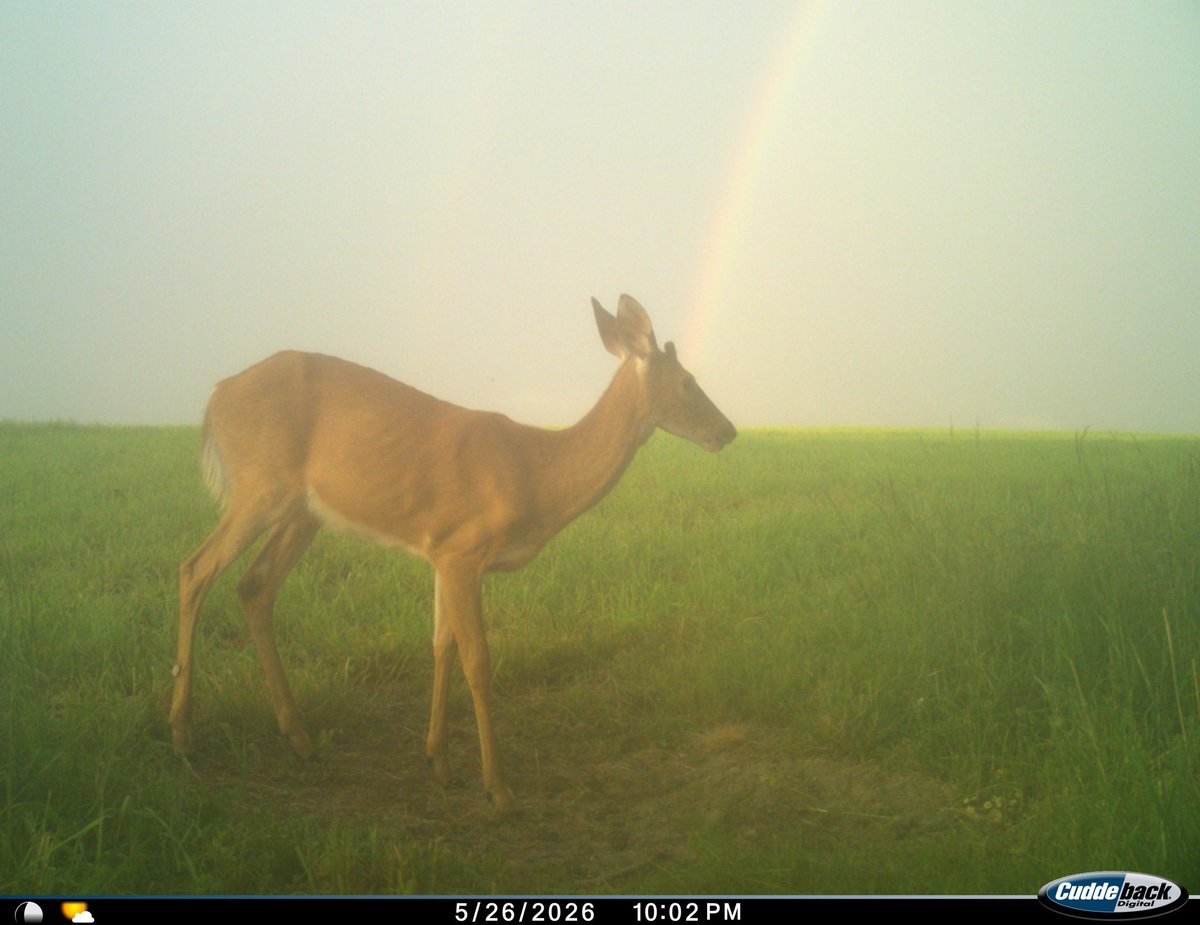Trail_Cams's tweet photo. https://t.co/cj3YxluNhc