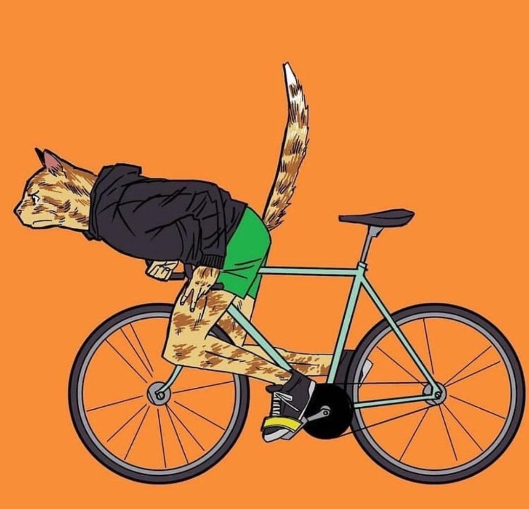 TradicionR's tweet photo. Miau bike https://t.co/w2vGFRRaip