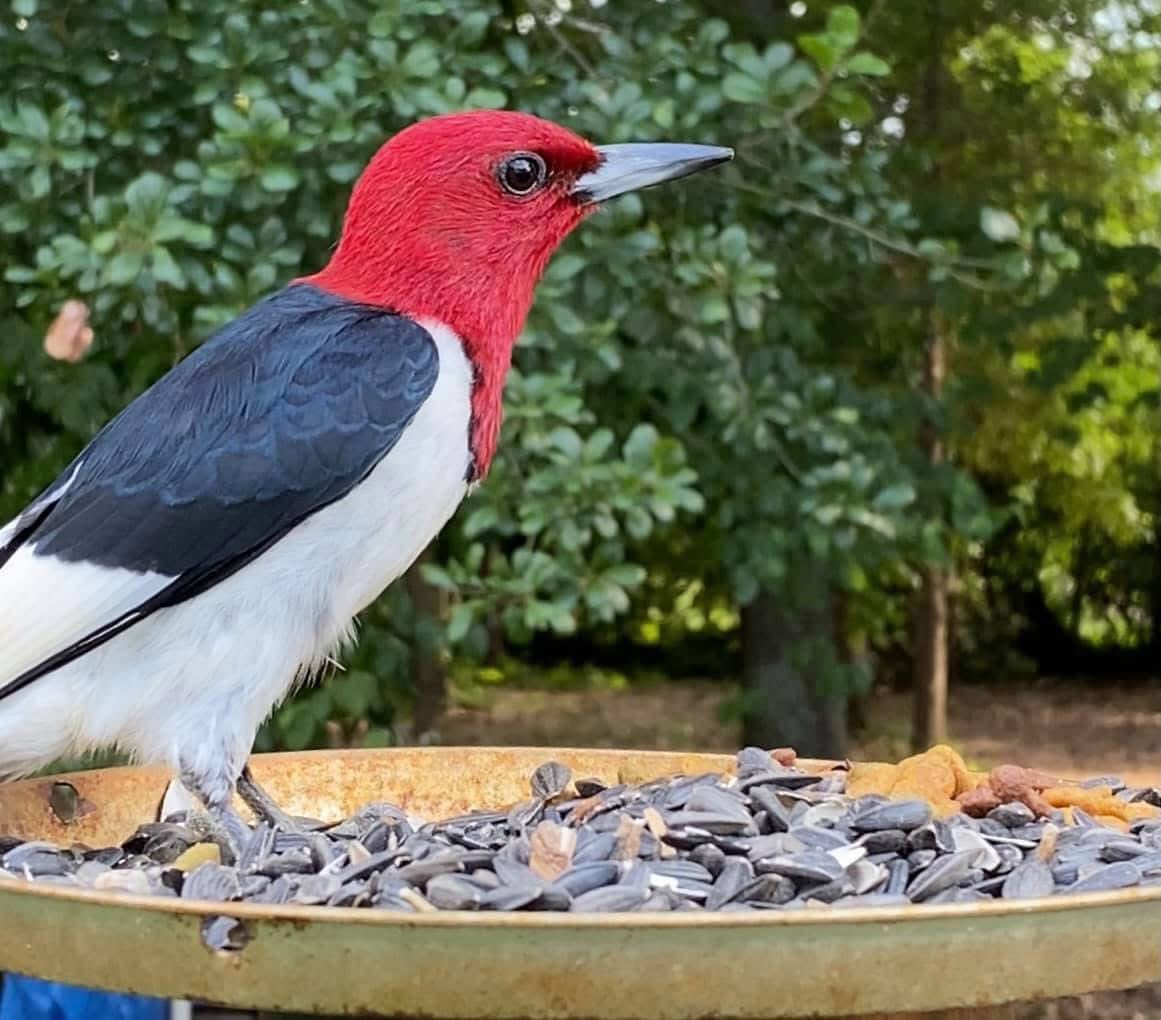 Wayne_Weather's tweet photo. I took this pic of a Red-Headed woodpecker at our bird feeder back in 2021. Took a long time for him to cooperate. https://t.co/Ld04UTkGsJ