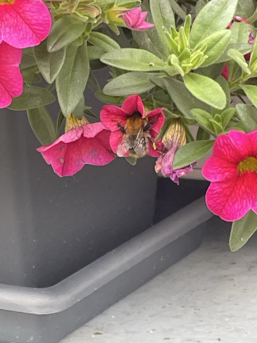 berjeffries's tweet photo. My little bee 🐝 https://t.co/YJmT75BOx7
