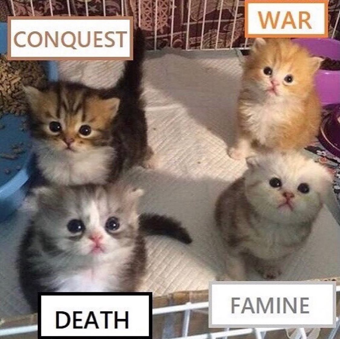 PunchingCat's tweet photo. https://t.co/MEQ5tOMaC3