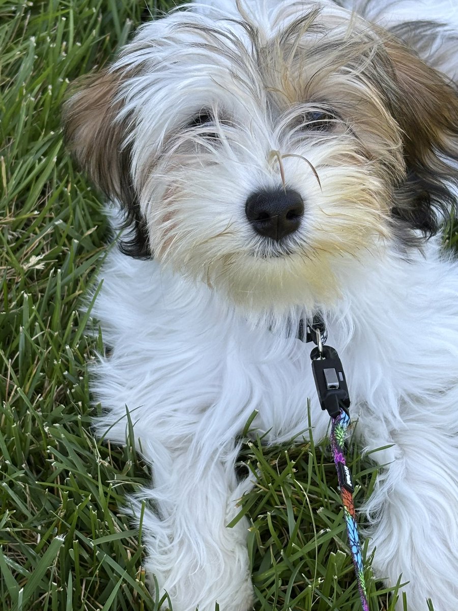 Bethyj57's tweet photo. My new puppy @lindsayberra @YogiBerraMuseum 
Bet you can guess his name!! 🐶🐾💙⚾️ https://t.co/MNaM40E388