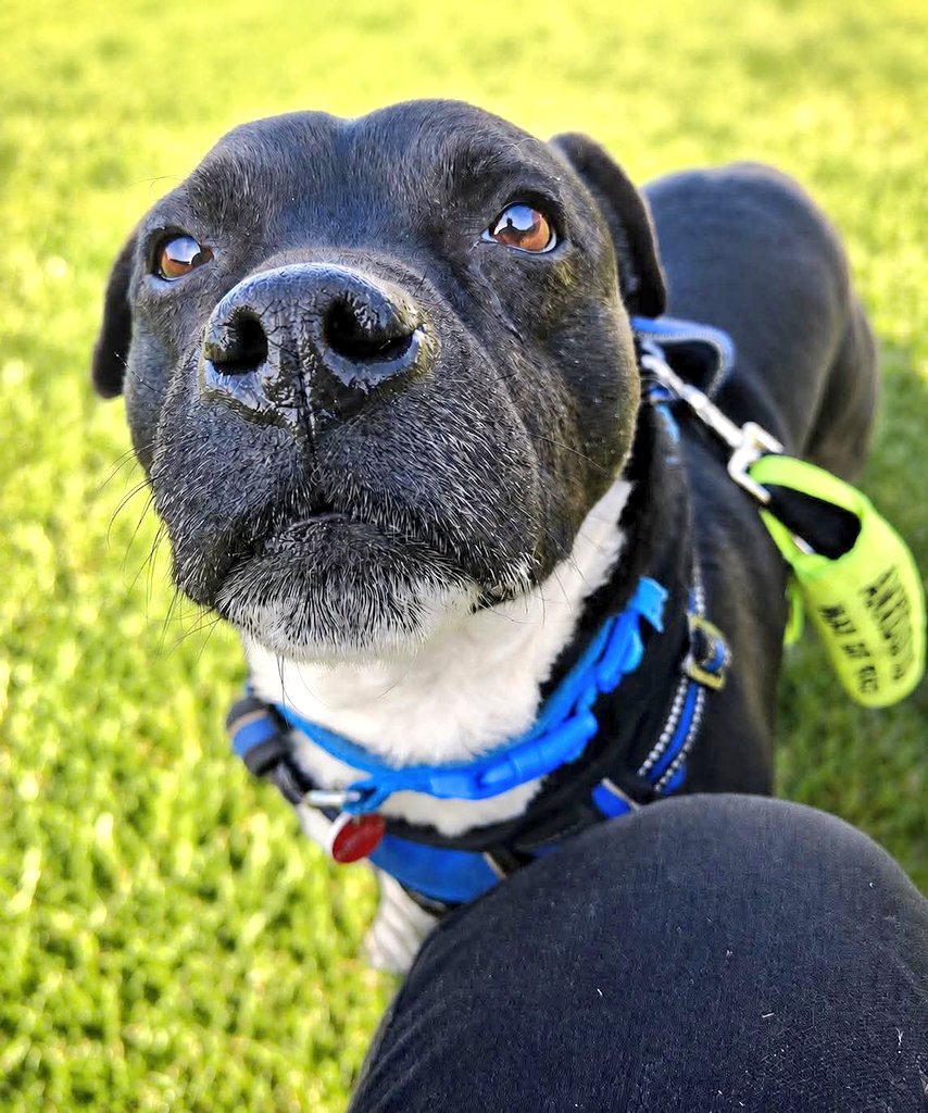 SeniorStaffy's tweet photo. Heyyyy.. It’s me, Trevor 🐾 🐶 
Friday already?
Wow that went quick!
Wishing you all a pawsome weekend n hopefully a sunny one too 😎
Lots of luff Trevor 🩵💙🩵
P.s please share this post far and wide as I’m still looking for my forever home 👀 #TeamZay https://t.co/M5IMHLoPnN