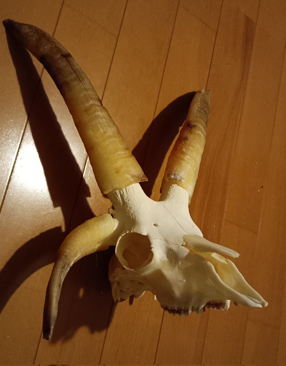 torinohonetam's tweet photo. ＃ひつじの日

羊の品種の、角の多様性をM画にて

絵の右下、4本角の羊は「ジャコブ」 Jacob sheep という品種。奇形ではなく、こういう特徴 https://t.co/66jJMbwxo1