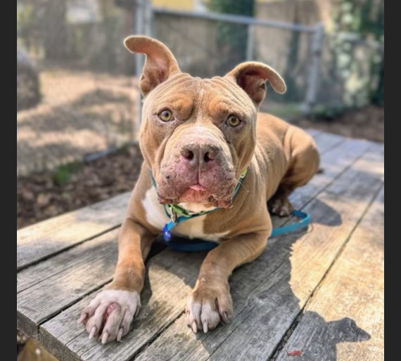 HollywoodDogs's tweet photo. At a full shelter in #Oakland, #CA and in IMMEDIATE need of adoption, a foster home, or rescue, Chex is a "charming" 8-year-old Pit Bull mix who is "a lovely mix of curiosity, affection and personality" https://t.co/AjBCSizst0 #URGENT #PitBull #seniordog #AdoptableDogofDay 🐶 https://t.co/qlEK3cCY5X