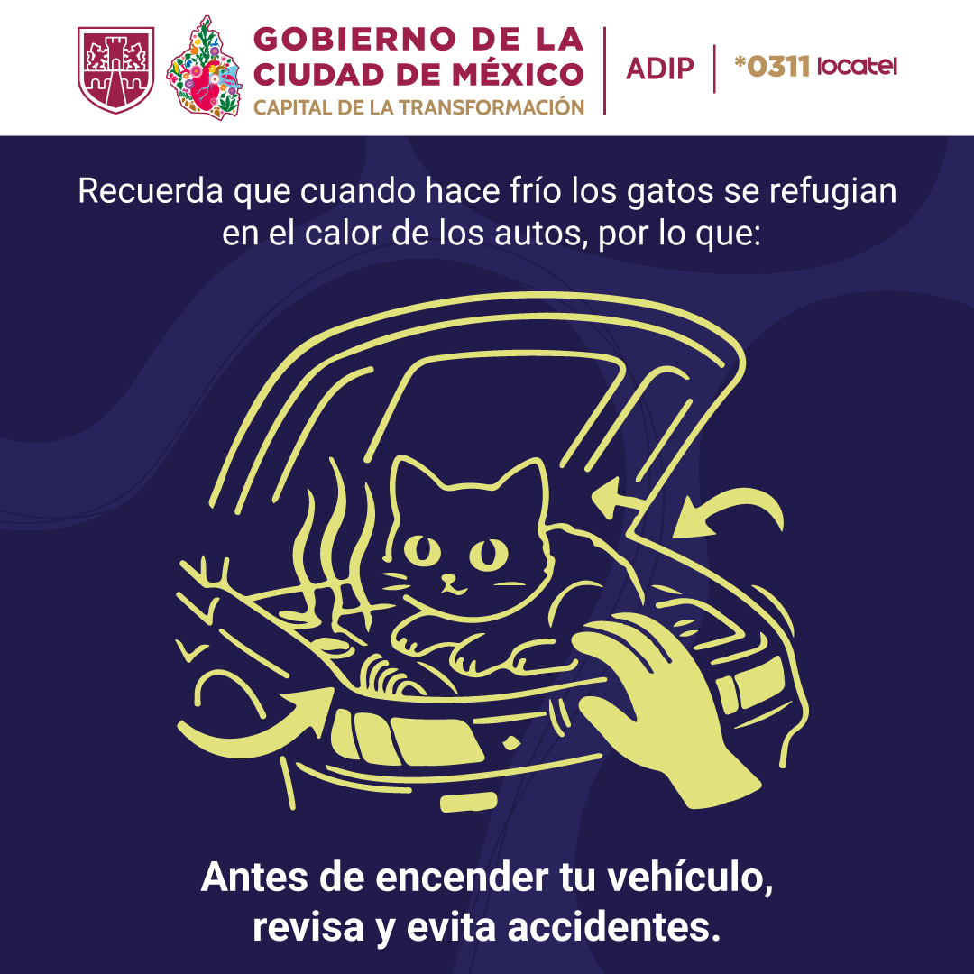 locatel_mx's tweet photo. 🐱🌧️ Ellos solo buscan calor y refugio.

Antes de encender tu vehículo, revisa alrededor, debajo del auto y cerca de las llantas.

🚗💛 Un gesto tan simple como mirar puede salvar una vida. https://t.co/icUQNgrnhk