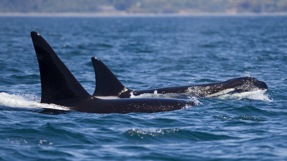 ThePWWA's tweet photo. This week, a massive group of Bigg's orcas entered the Salish Sea via the Strait of Juan de Fuca. All told, more than FORTY individuals were identified. 🤯 That means there are an awful lot of whales around right now, so keep your eyes peeled! 👀

📷: Mollie Cameron, @sookewhale https://t.co/vnmP8GQWK1