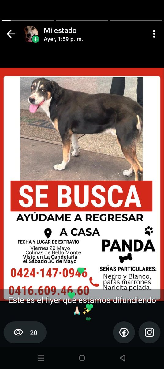 leonorgedeon's tweet photo. Panda perdido. De Colinas de BM. Visto en el centro por última vez @PerroUsuario  @A64029345 https://t.co/9GBUkJyZJw