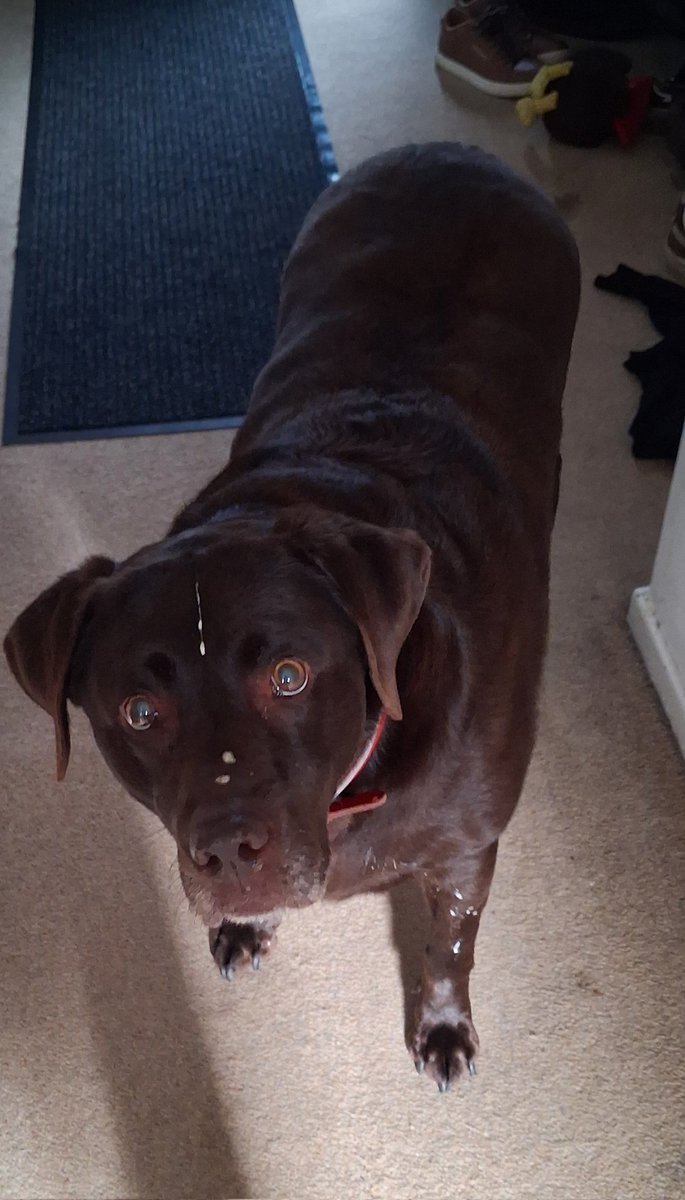 SkyeVeldon's tweet photo. No mum, I didn't touch your ice cream - must have been dad x  🍦🍦 https://t.co/Pp5wPWRp0V
