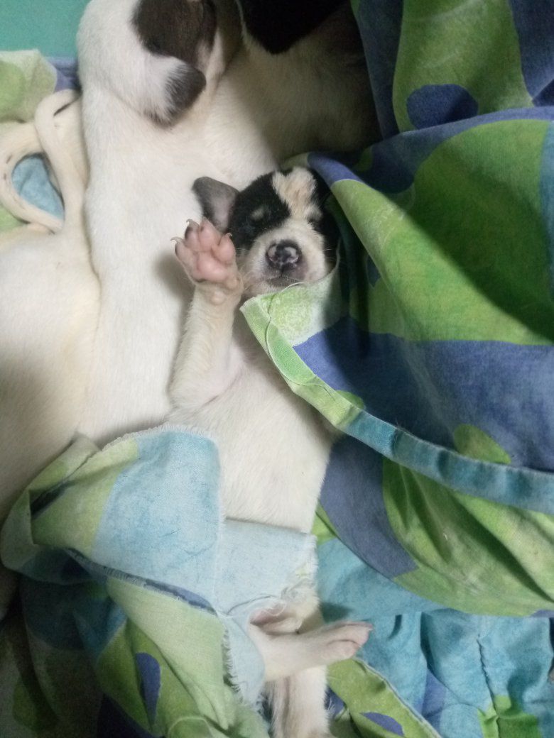 A64029345's tweet photo. C/tercero solo difundo perritos en adopción me quedan dos niñas y un niño solo hago entrega en petaré sector carpintero 04129107884 SOLO PIDO PARA LA COMIDA DE LOS DEMAS PERRITOS DE LA CALLE https://t.co/GpnHyh3w8T