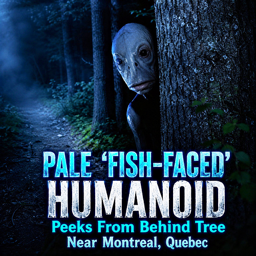 PhantomMonster's tweet photo. PALE 'FISH-FACED' HUMANOID Peeks From Behind Tree Near Montreal, Quebec (SCREEN CAPTURES/VIDEO LINK) https://t.co/cXEl6jKF0a - The witness immediately panics and runs. Hoax, crawler, hide-behind, or something unexplained? https://t.co/mwqUNRVDYT