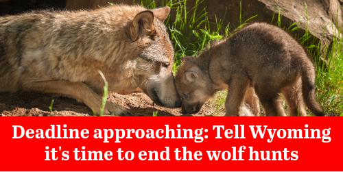 EnviroAction's tweet photo. June 10 Deadline: Wyoming wolf numbers have reached their lowest point in 20 years -- but now the state is trying to organize a trophy hunt to kill 22 more.

Join the more than 10,000 wolf-lovers who have already signed our petition:

https://t.co/hG1wtuygR8 https://t.co/c5O1OqhDR3