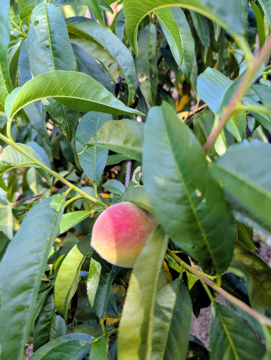 PEACH