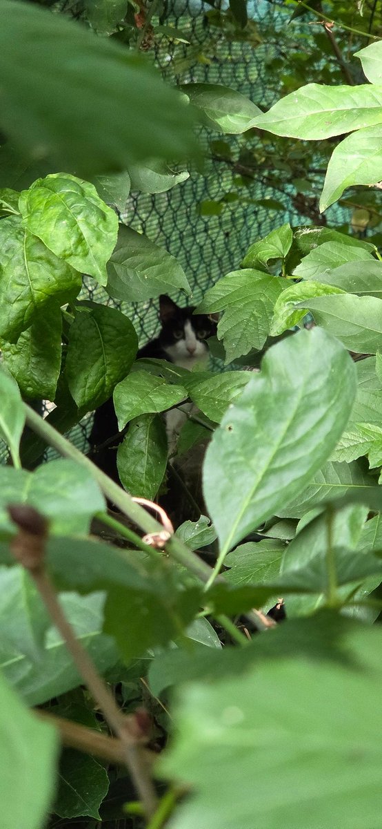 RHAENLLOW's tweet photo. Oh une nouvelle recrue 🐈‍⬛ https://t.co/PlDTTo1dsA