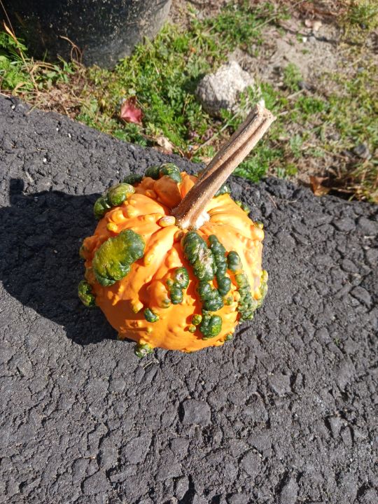 Phishman8's tweet photo. Art of the Day! "Pumpkin". Buy at: https://t.co/Vc7JVWXyUe https://t.co/JM41w1vwEN