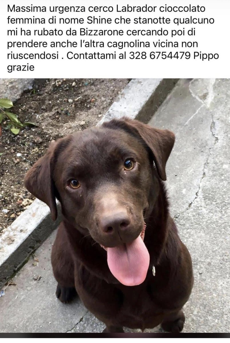 FiorellaArcodi1's tweet photo. Amici di Bizzarro e &amp; dintoo ( prov di Como) 👀🔎aperti!! https://t.co/f2zOiqHmlX