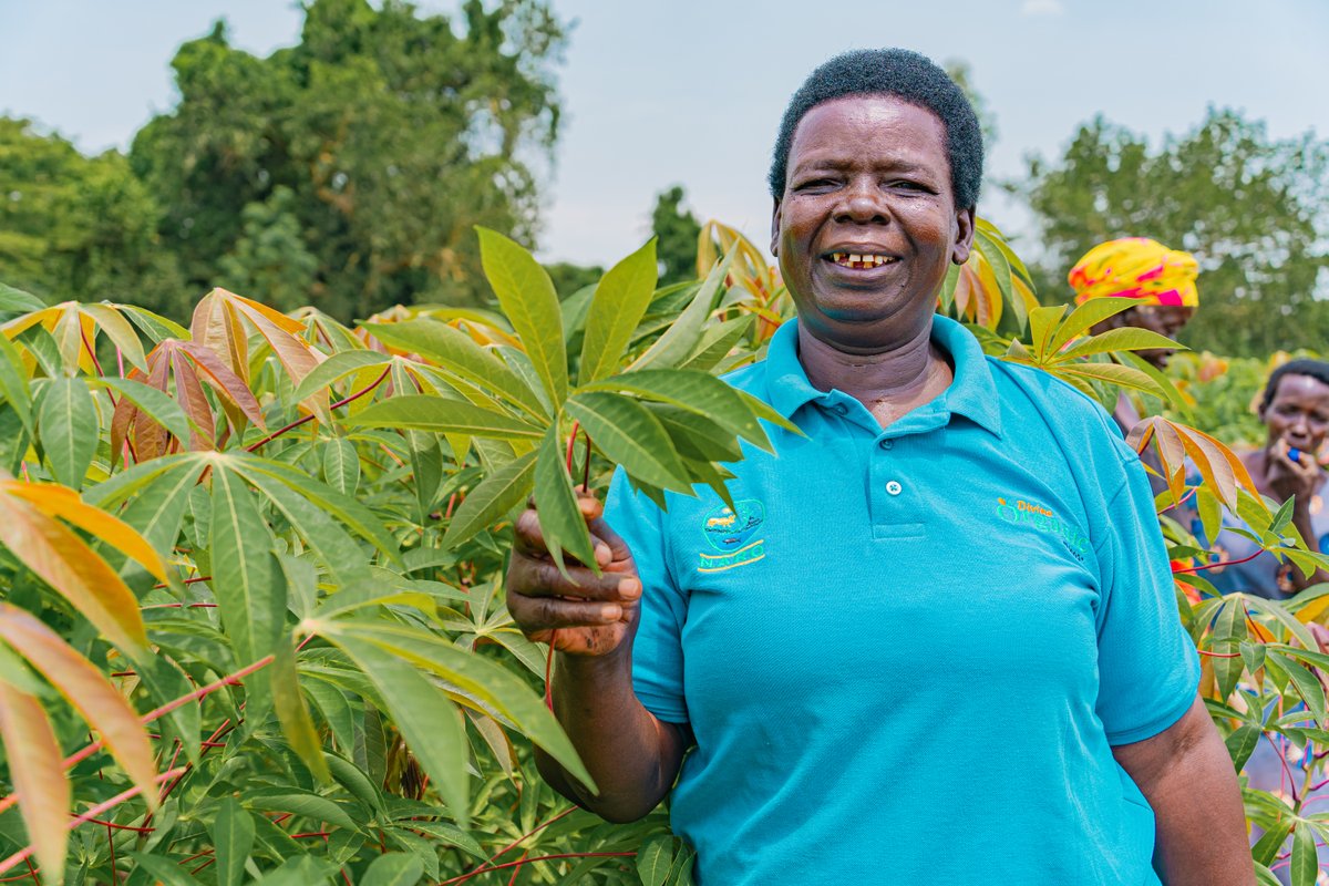 ITCnews's tweet photo. Better branding, stronger standards, and smarter packaging are helping small food businesses in Uganda reach buyers far beyond their doorstep, from Kampala supermarkets to international export markets.

Discover how three agribusinesses are moving up the value chain, expanding market access, and creating new opportunities.

Read more: https://t.co/5MRH8H44l8